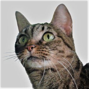 Checking for a good fit.